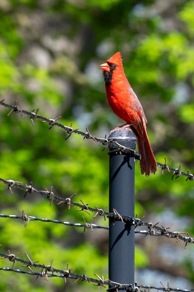 Birds, photo 1
