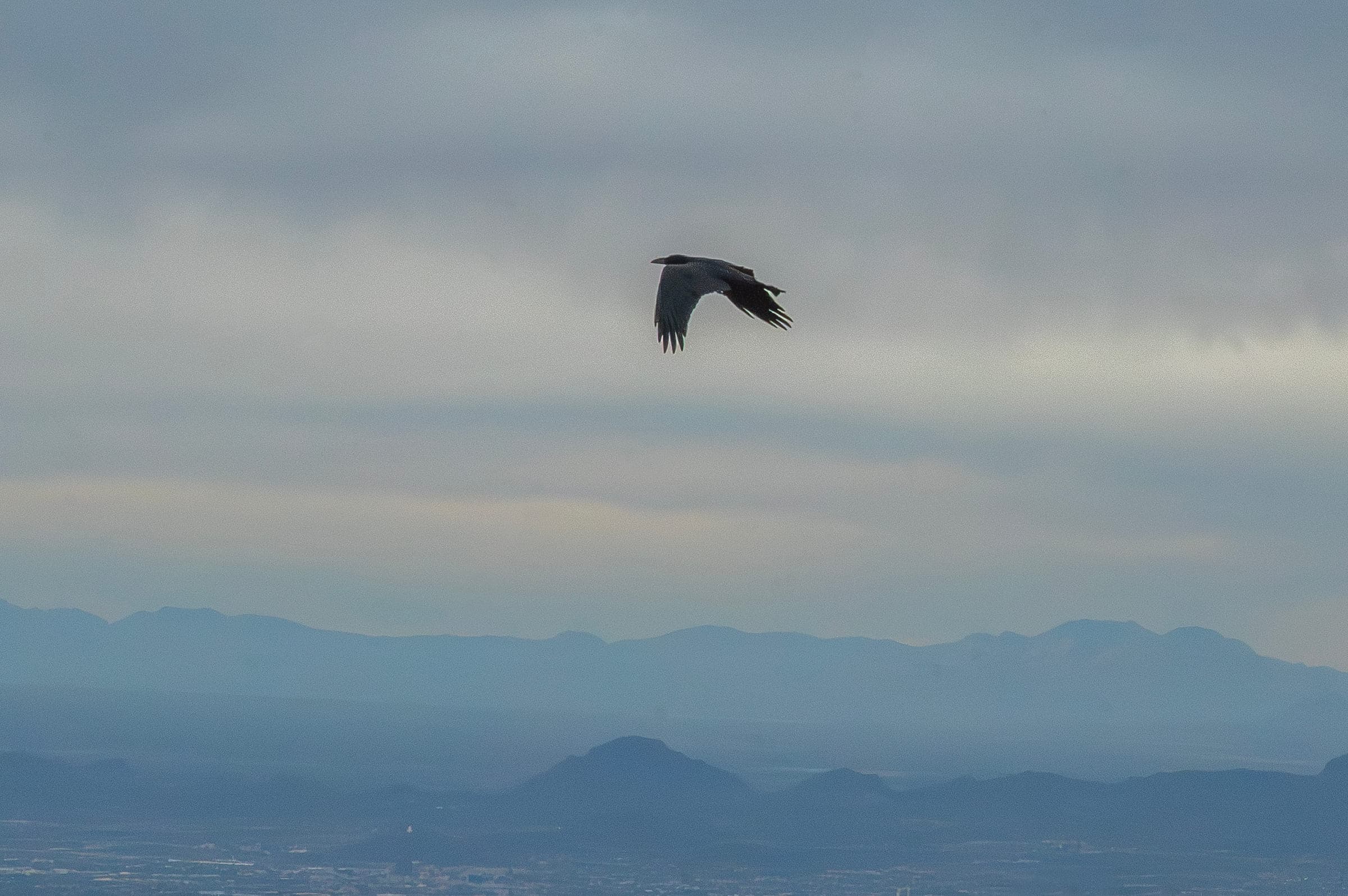 Birds, photo 4