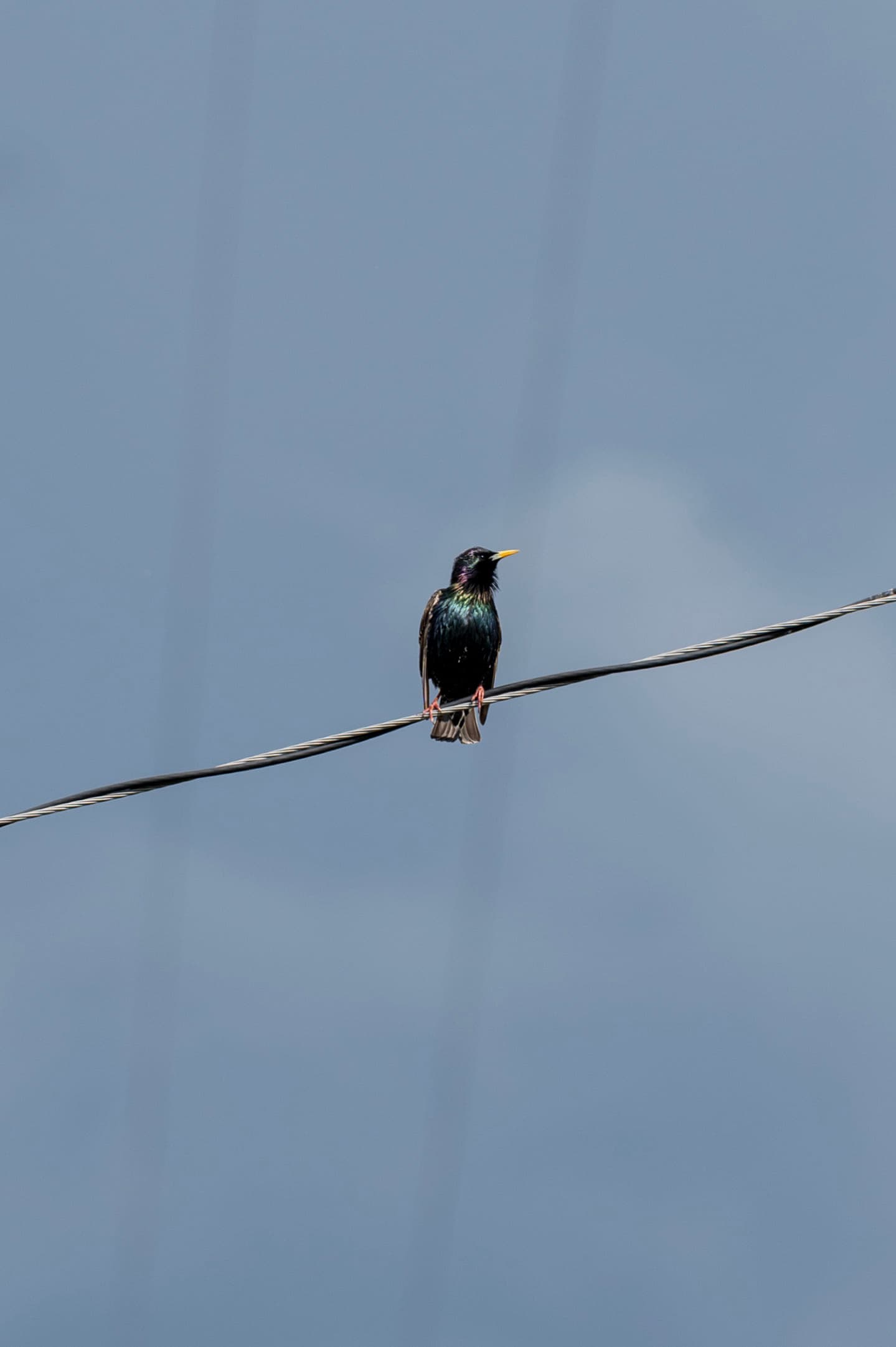 Birds, photo 5