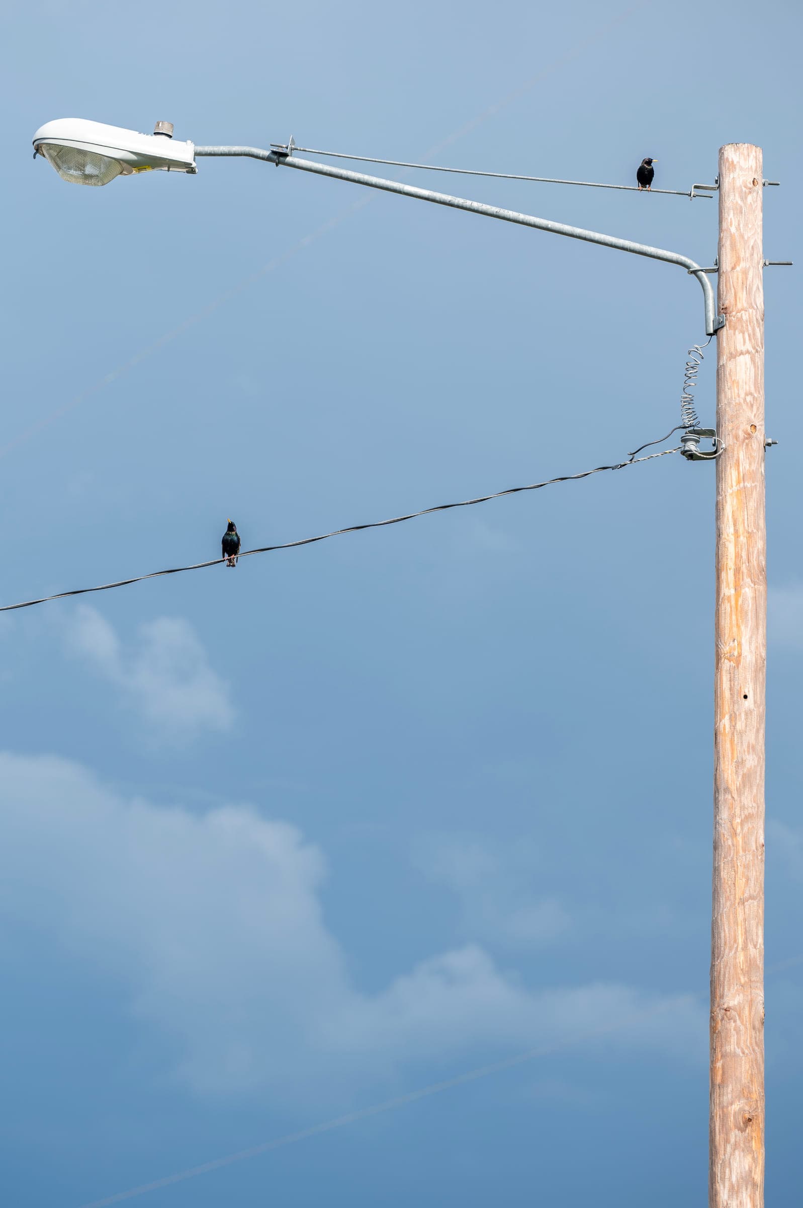 Birds, photo 6